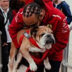 Hamilton mourns the loss of beloved bulldog Roscoe