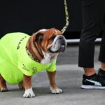 Hamilton ‘overwhelmed’ by outpour of support after Roscoe’s passing