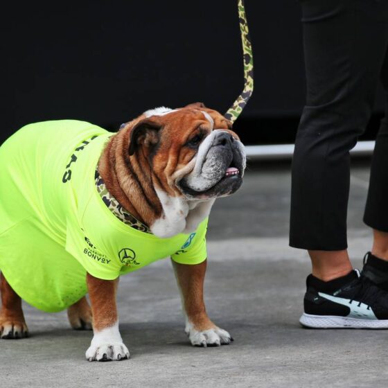 Hamilton ‘overwhelmed’ by outpour of support after Roscoe’s passing