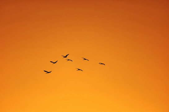 Circuit atmosphere - birds at sunset.
18.02.2026. Formula 1 Testing, Bahrain Test Two, Sakhir, Bahrain, Day One.
- www.xpbimages.com, EMail: requests@xpbimages.com &copy; Copyright: Moy / XPB Images