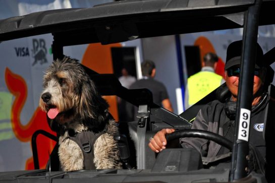 Paddock atmosphere - dog in the passenger seat of a motorised buggy.
22.10.2026. Formula 1 World Championship, Rd 18, United States Grand Prix, Austin, United States, Preparations Day.
- www.xpbimages.com, EMail: requests@xpbimages.com &copy; Copyright: Bearne / XPB Images